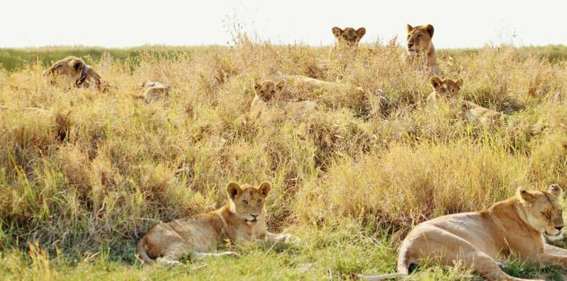 African lions, lion habitat, lion cubs