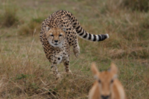 a cheetah hunting