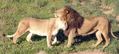 Lions Habitat