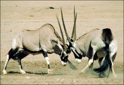 Gemsbok Bull