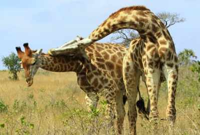 giraffe-2.jpg