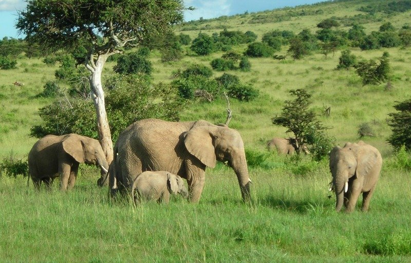 African elephant - some fascinating facts and pictures