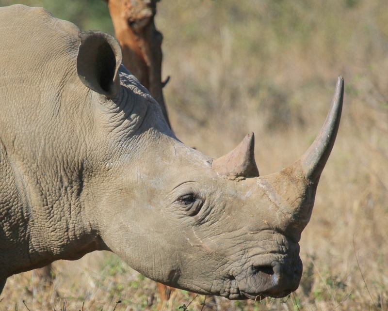 Black Rhino. Is this an aggressive and bad tempered African animal?