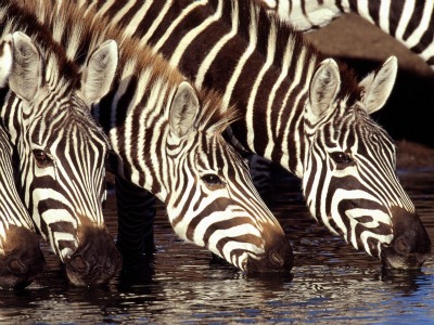 Zebra Diet