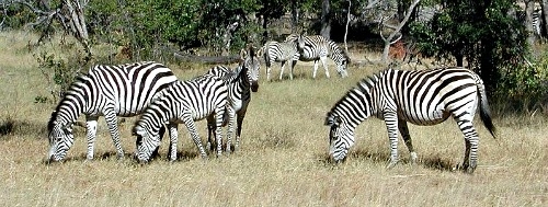 Zebras Facts, Stripes, Diet, Habitat, Pictures