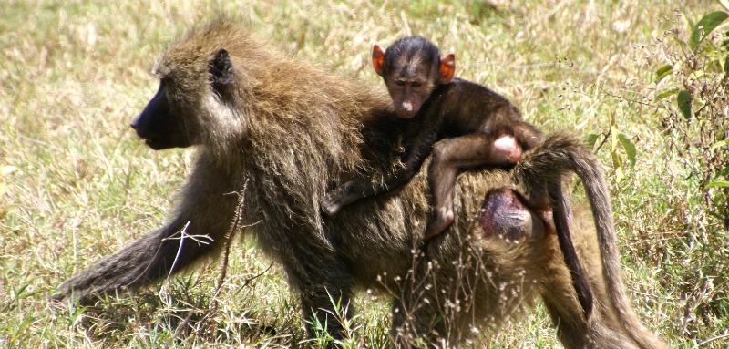 Baboons - Facts and photos