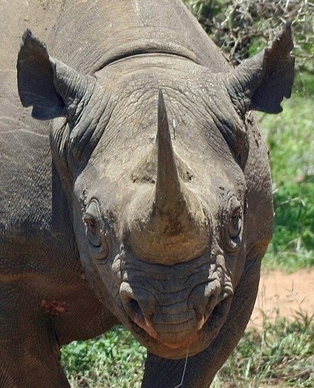 Black Rhino. Stop selling out our rhinos for male enhancement products