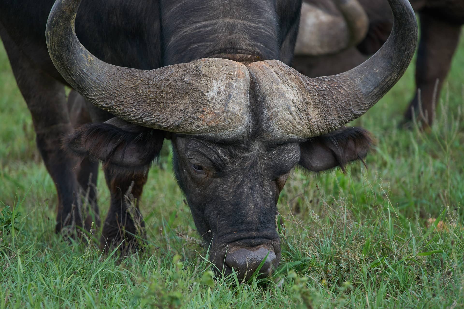 Unusual African buffalo facts and photos - why so feared by hunters?