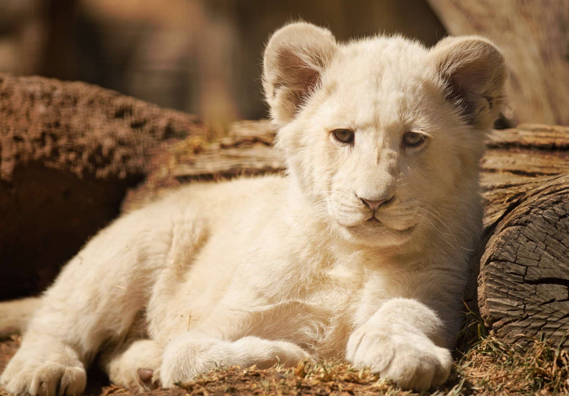 Albino Lion Cub