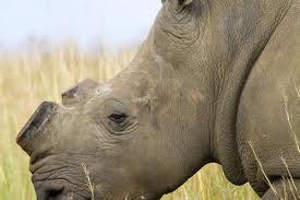 Saving or Giants: Presenting Strategies to Stop Rhino Poaching.