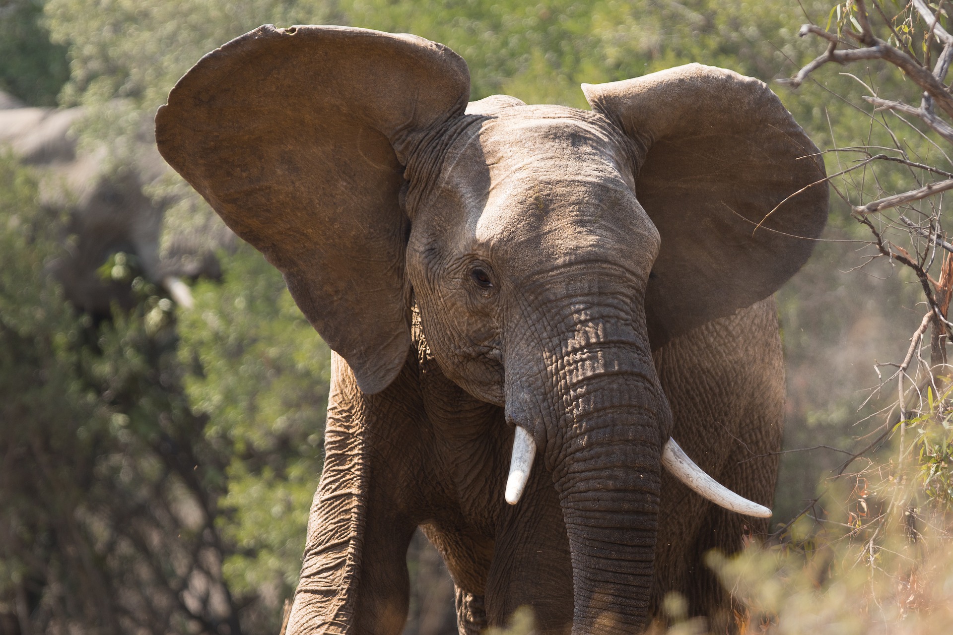 Download African elephant - some fascinating facts and pictures