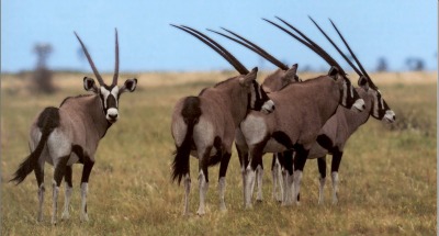 The Gemsbok: A Symbol of Resilience, A Bridge Between Cultures, and the Meaning of Hornsea Freeport