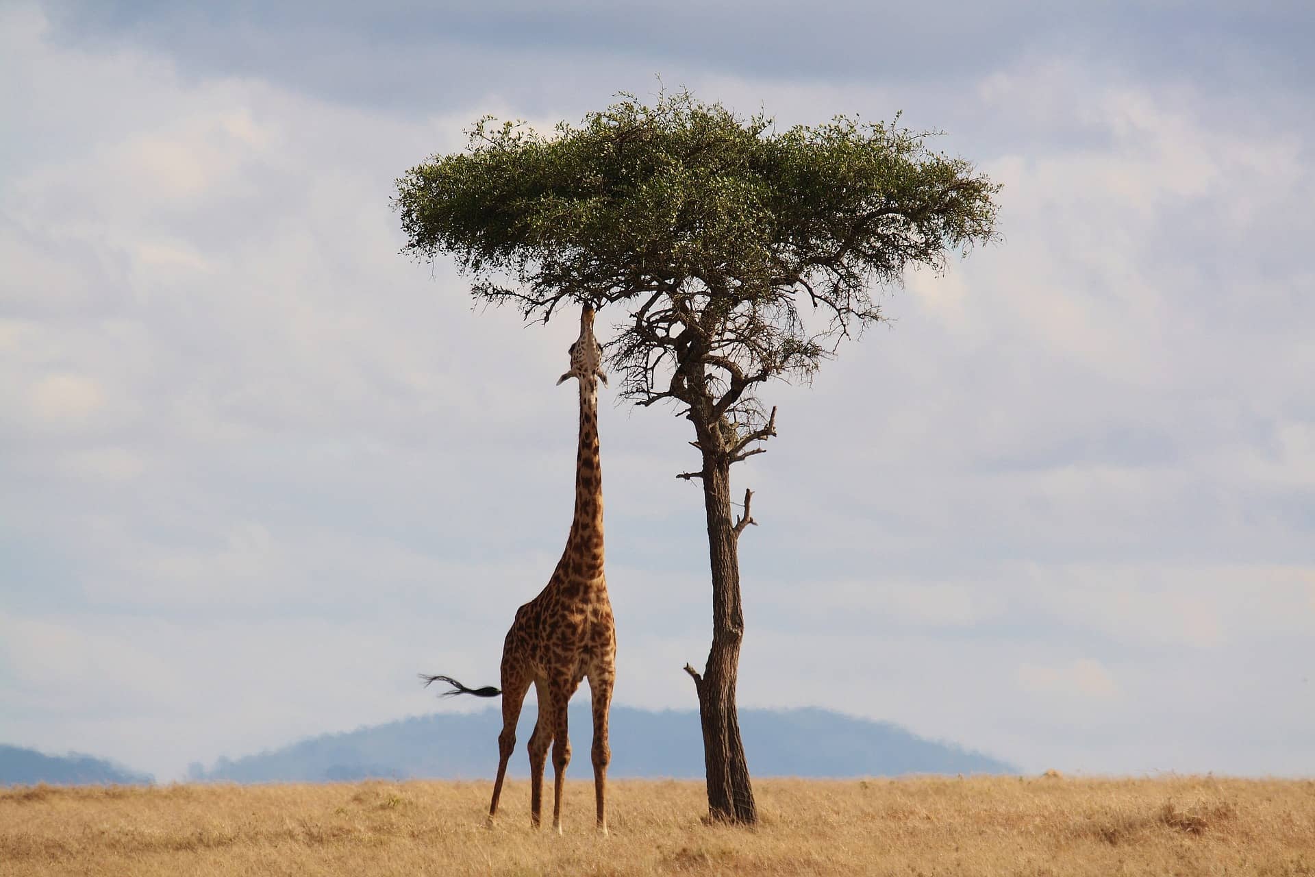 Giraffe is the tallest animal in the world. It has long legs and neck.  neck. Its long neck helps in 