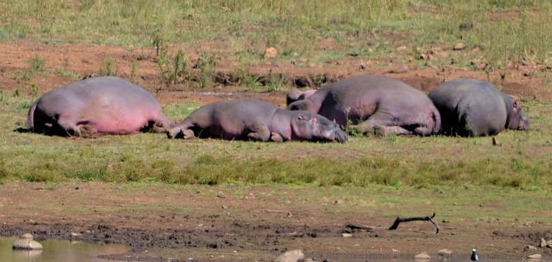 hippopotami ieșiți din apă care se expun la soare