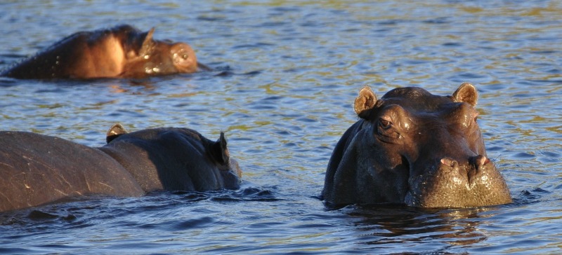 hippos nageant