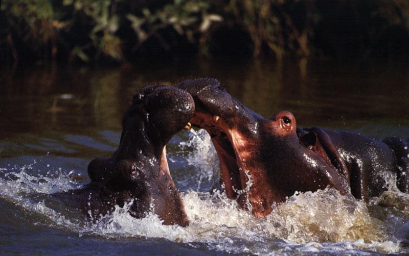 Hippo slåss för dominans