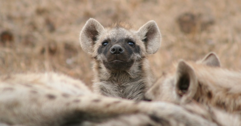 hyena habitat facts