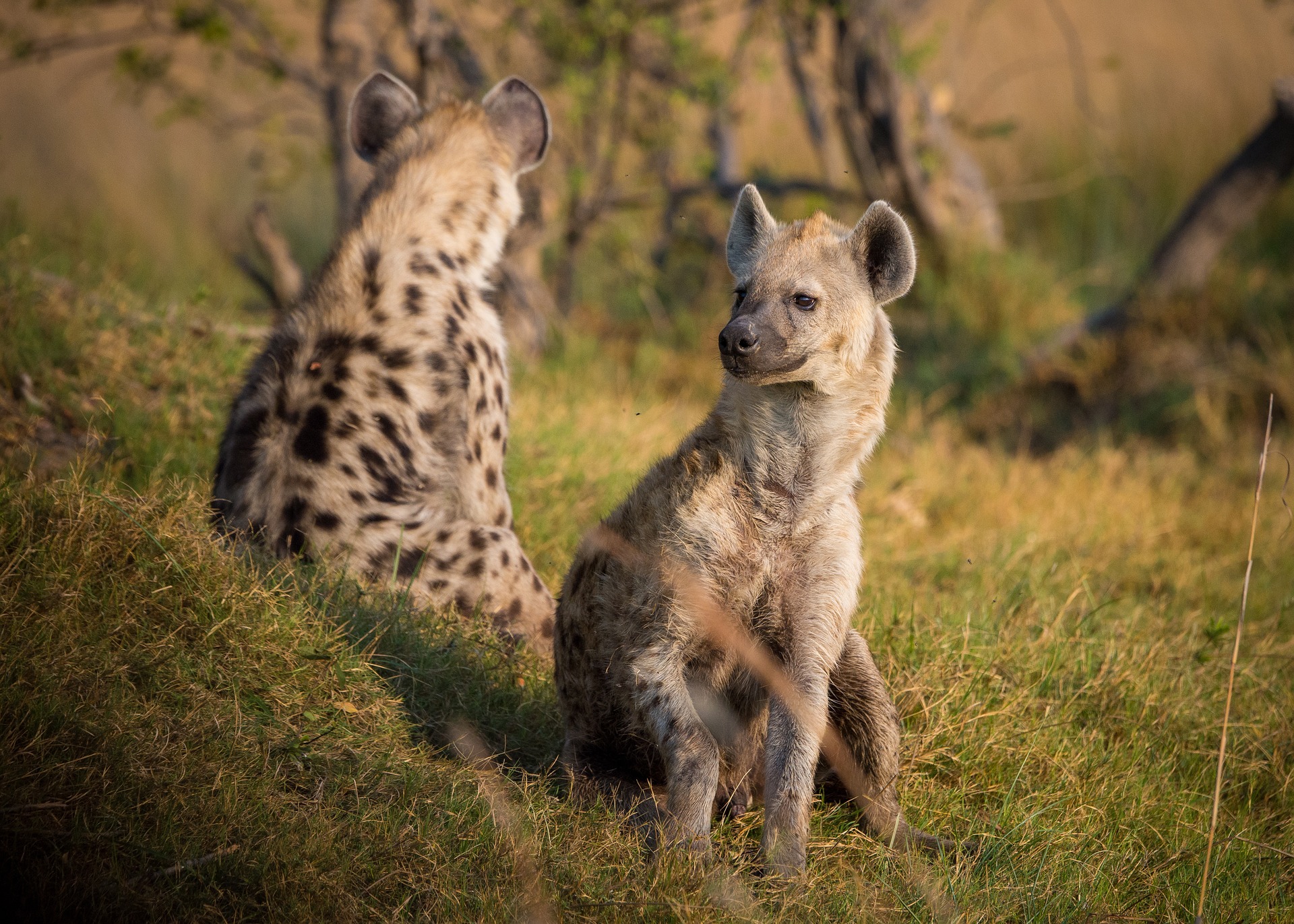 is a hyena considered a canine