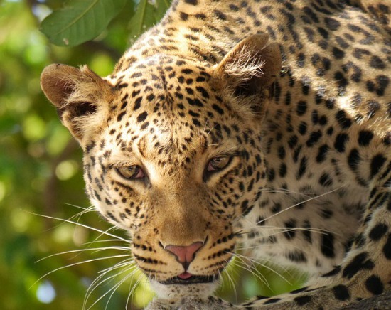 Fascinating leopard facts: what makes this African cat so elusive?