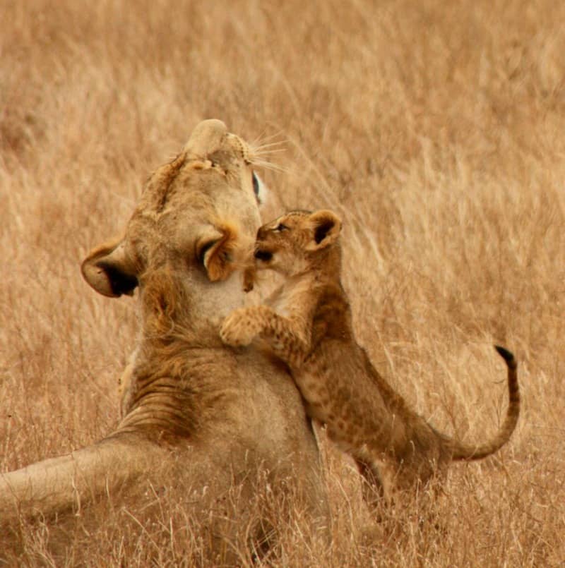 Löwin und Jungtiere