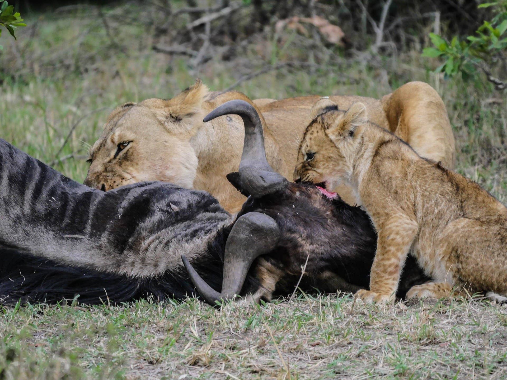 Lion cubs - All the important baby lion facts you should know