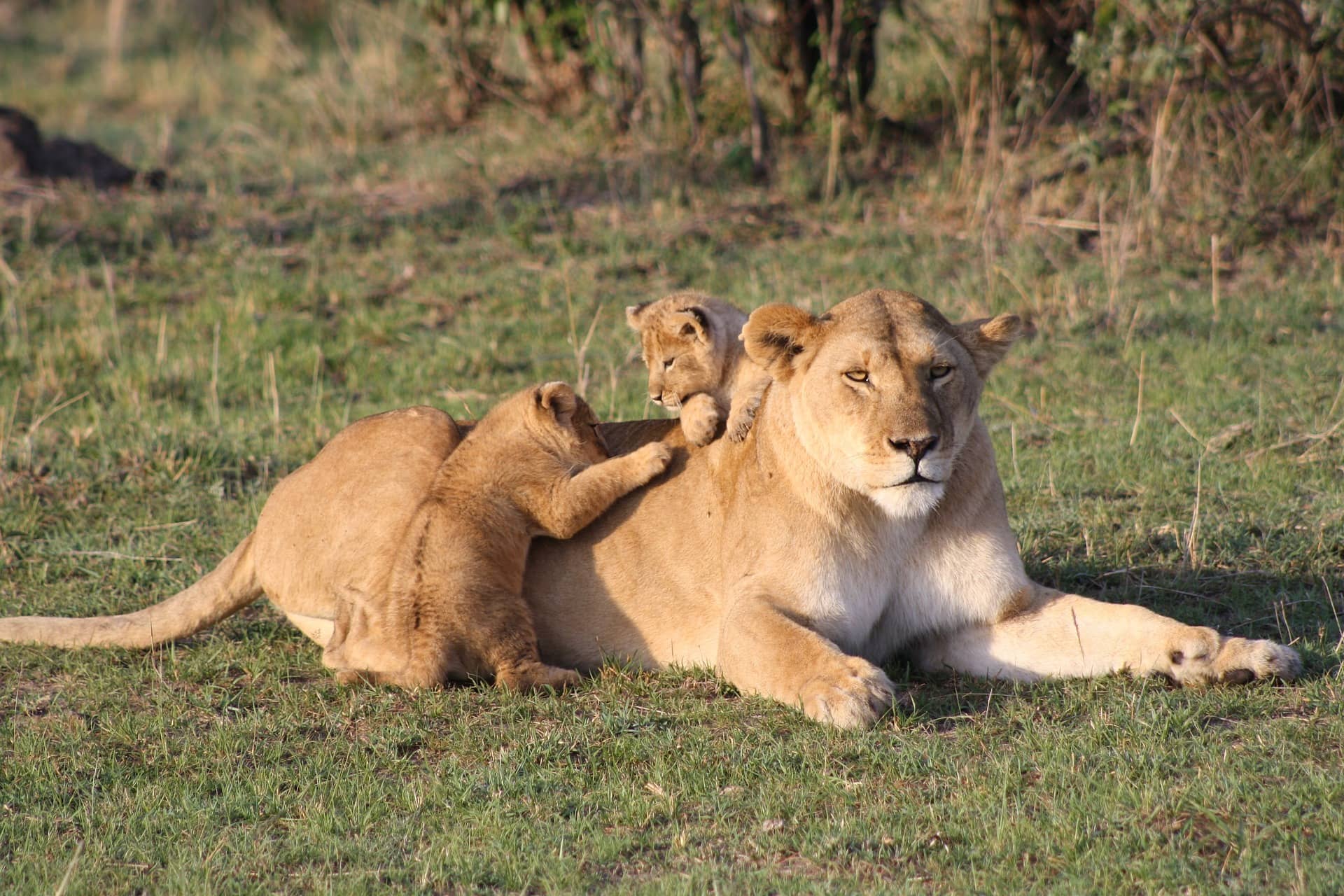 Löwenjunge spielen mit der Mutter