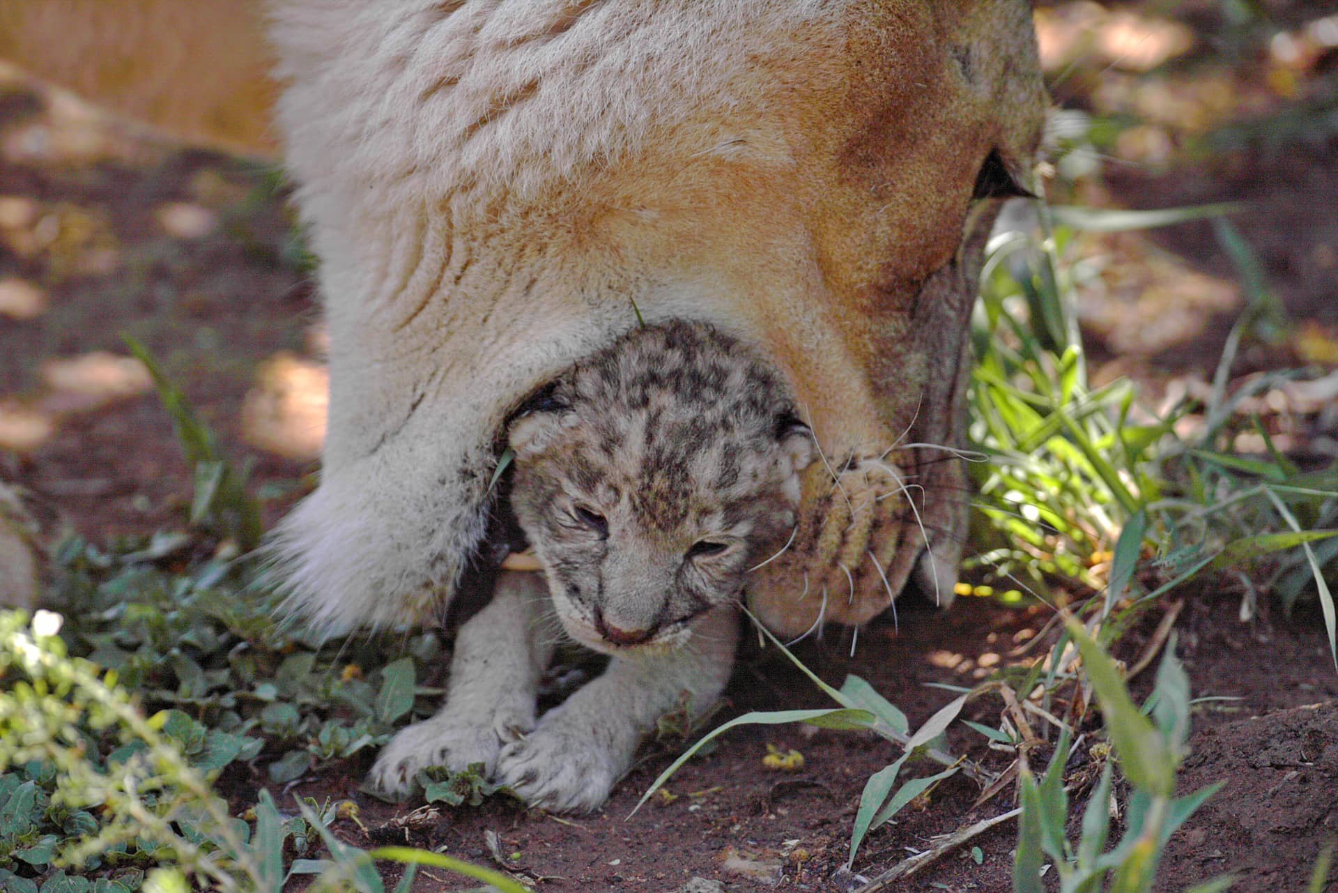 Löwenmutter beschützt ihre Jungen