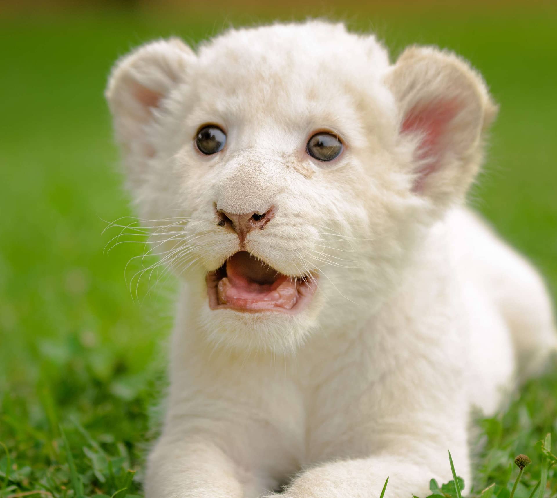 Bilder von weißen Löwenbabys