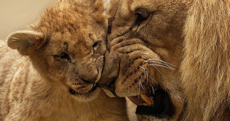 Löwenjunge und Vater