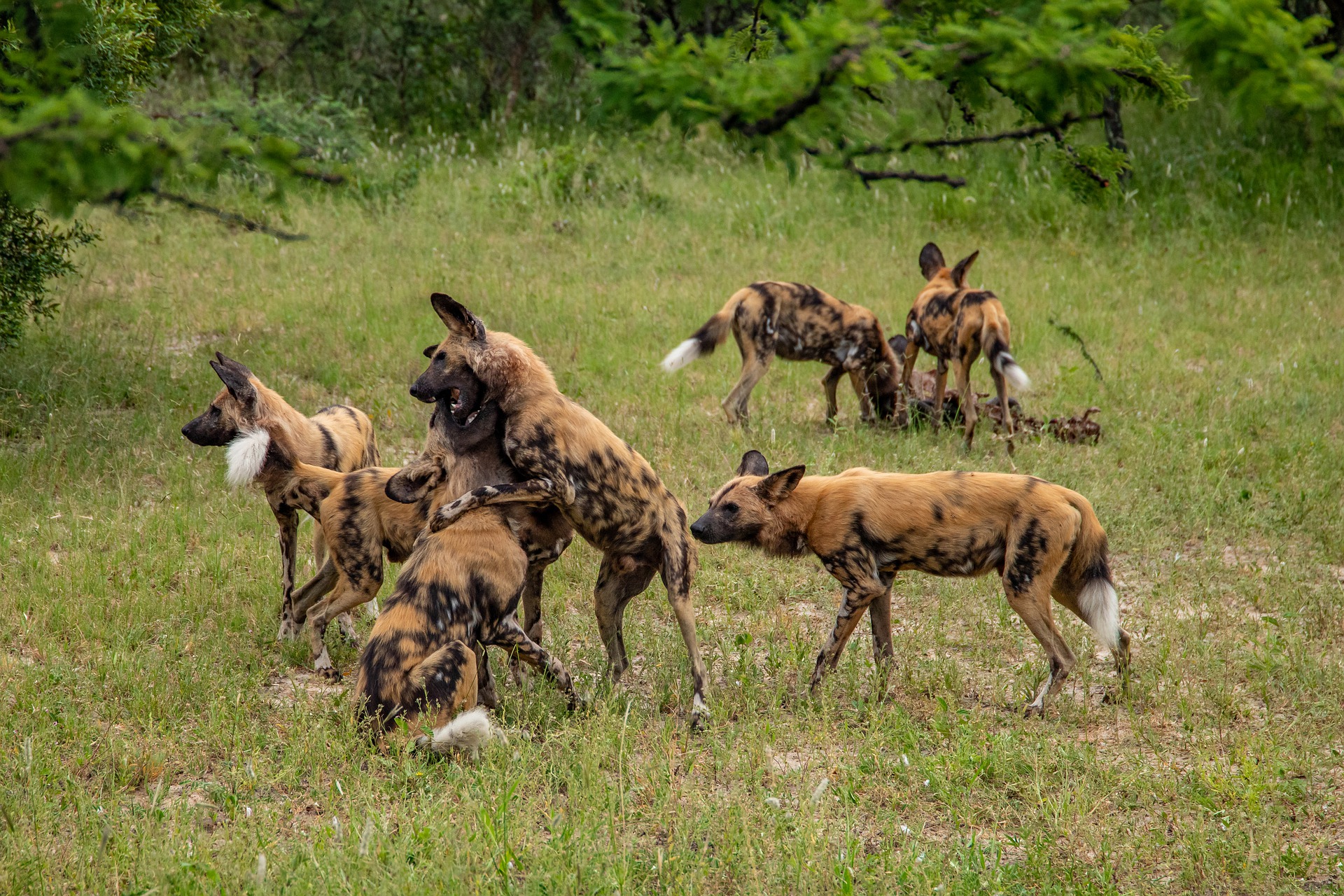 African Wild Dog Facts And Photos