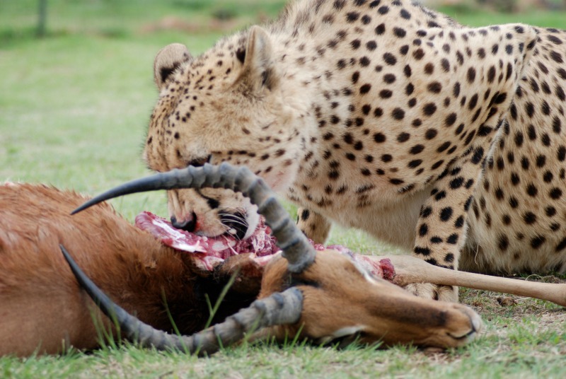 what predators eat cheetahs