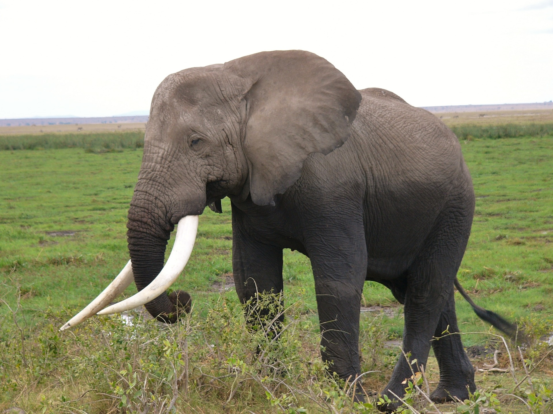 African elephant - some fascinating facts and pictures