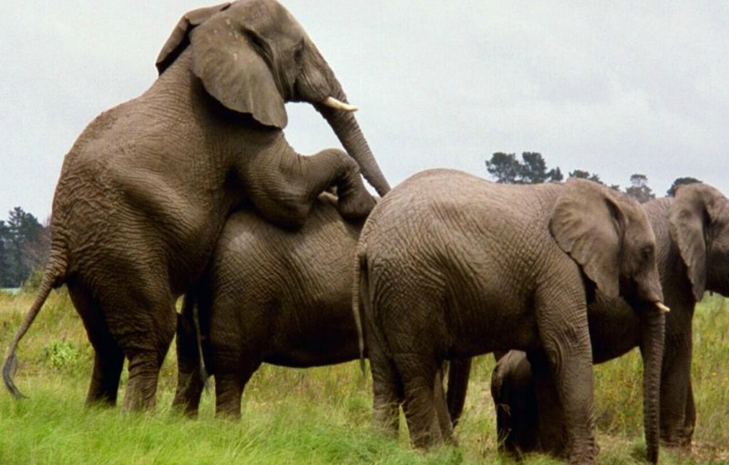 African Elephant Some Fascinating Facts And Pictures