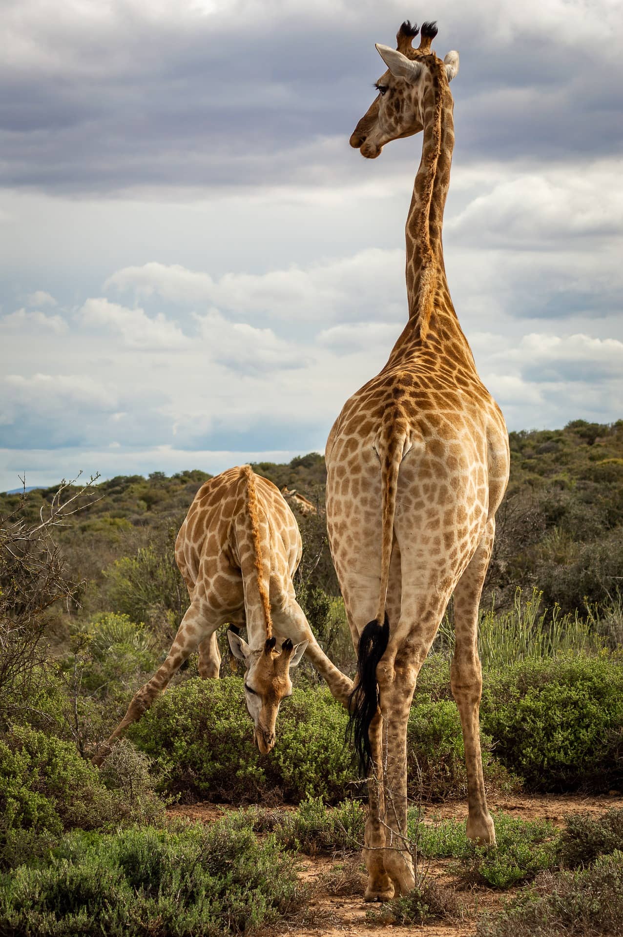 Giraffe, fascinating facts and photos