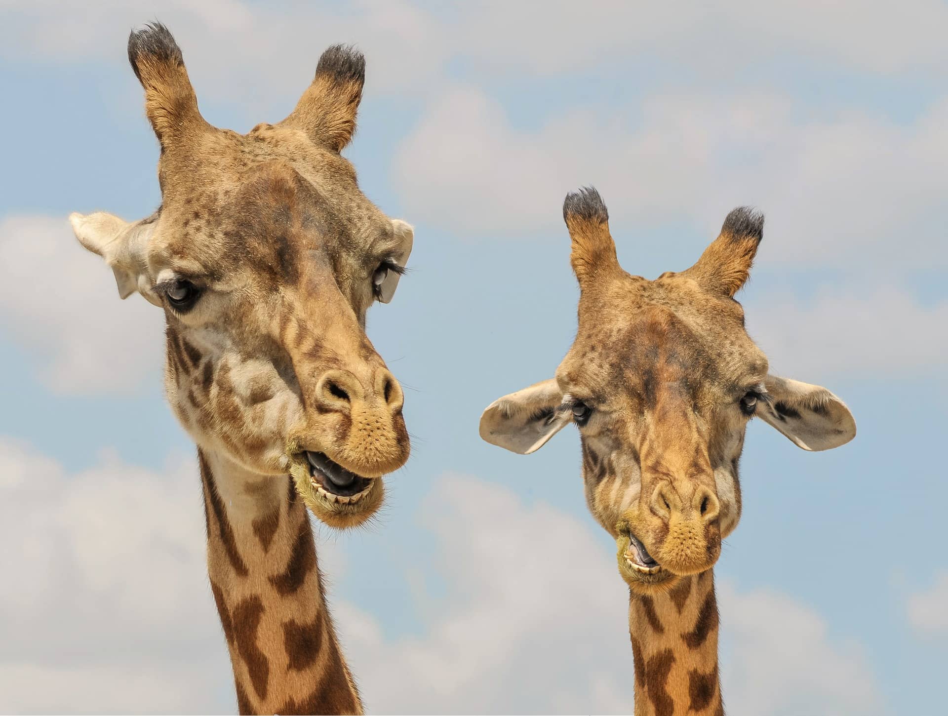 Giraffe, fascinating facts and photos