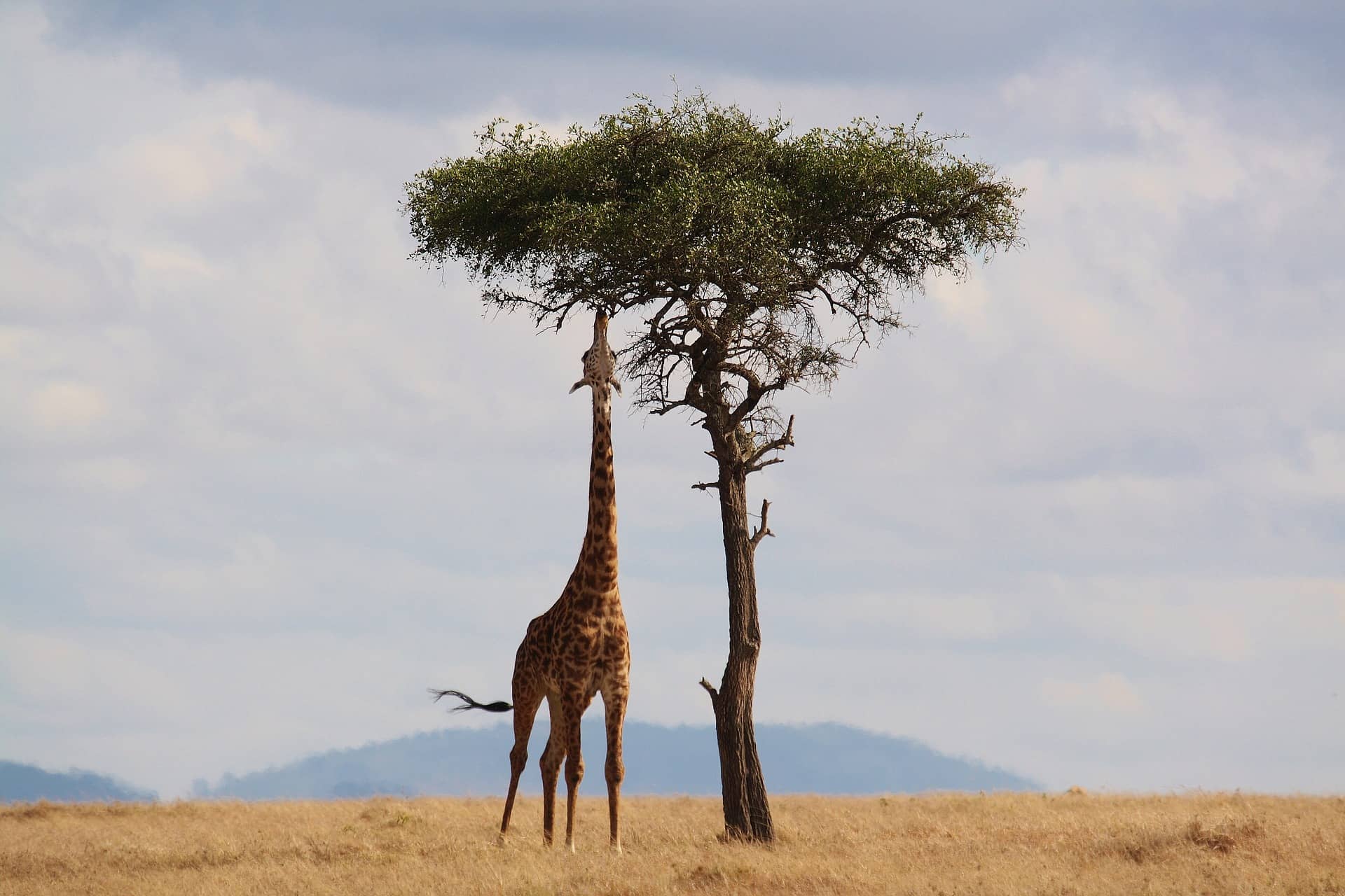 Giraffe, fascinating facts and photos