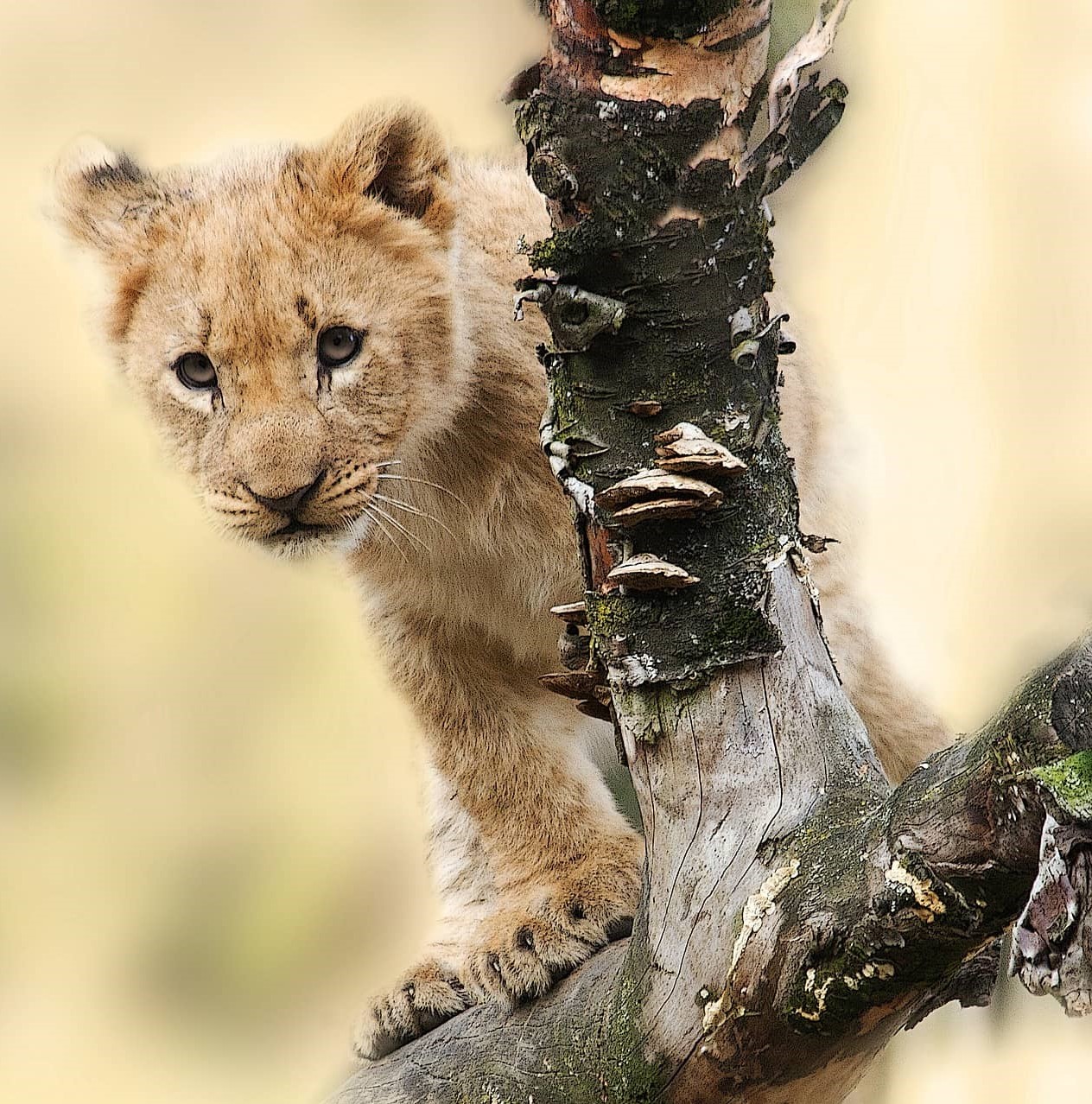 Lion cubs - All the important baby lion facts you should know