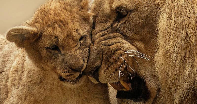 Lion Cubs All The Important Baby Lion Facts You Should Know