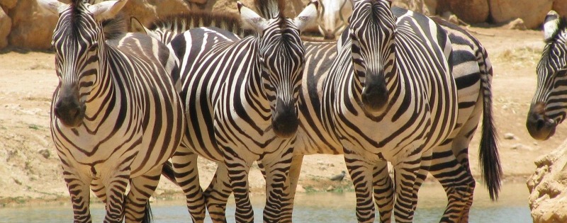 Zebras Facts Stripes Diet Habitat Pictures