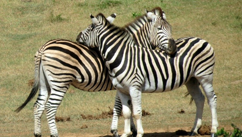 Zebras Facts Stripes Diet Habitat Pictures